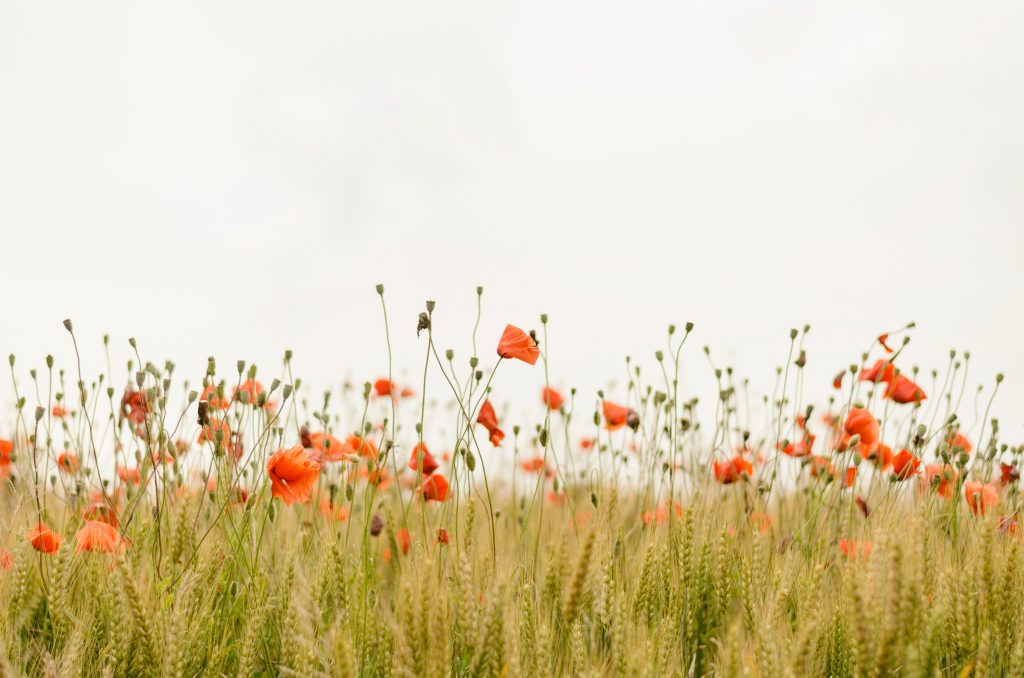 A field of orange poppy flowers and grass. The sky is an off white.